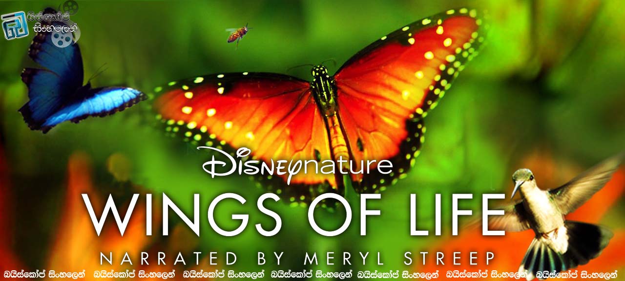 Disneynature: Wings of Life (2011)|මිහිකත සනසන ආදර ගීතය. [සිංහල උපසිරසි සමඟ]