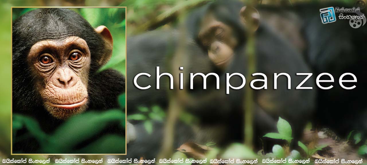 Chimpanzee (2012)
