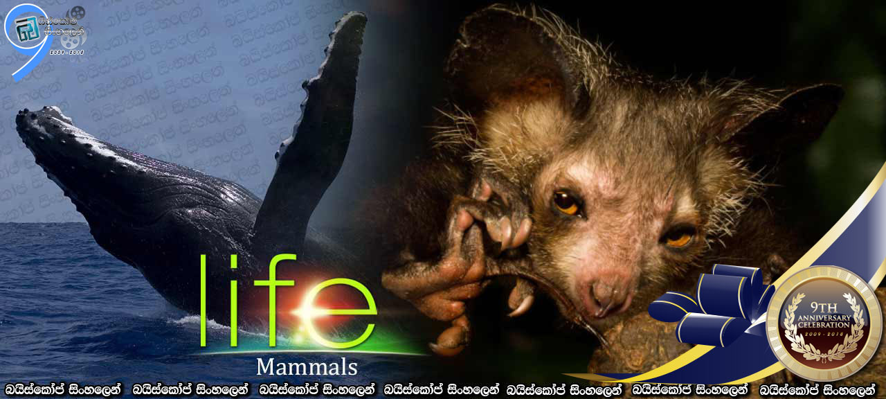 Life (2009) [E03] Sinhala Subtitles | ක්ෂීරපායින්… [සිංහල උපසිරැසි සමග]