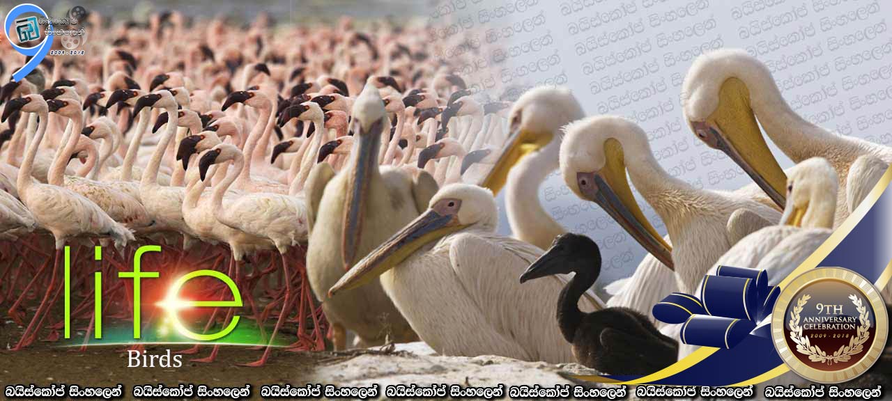 Life (2009) [E05] Sinhala Subtitles | පක්ෂීන් [සිංහල උපසිරැසි සමග]