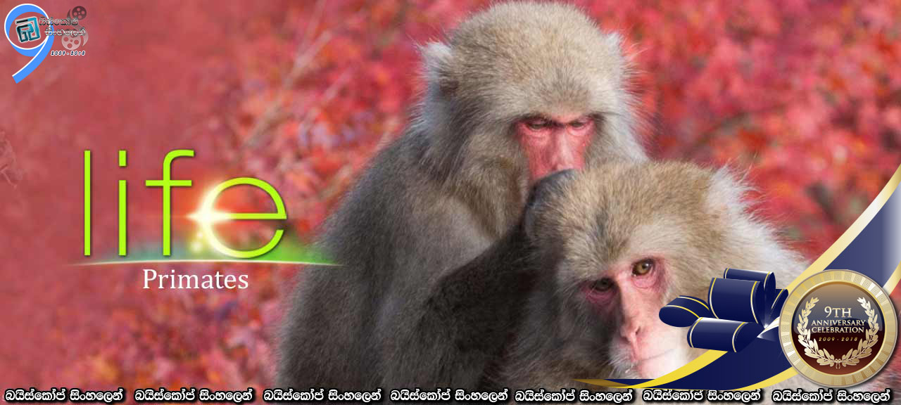 Life (2009) [E10] Sinhala Subtitles | වානරයන්… [සිංහල උපසිරැසි සමග]
