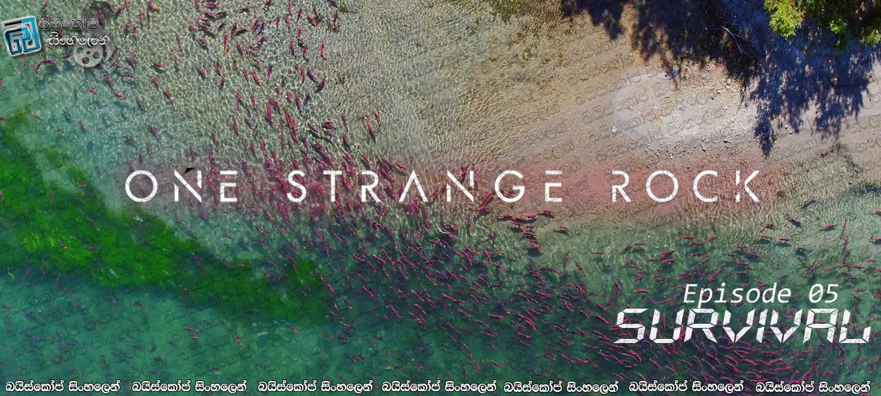 One Strange Rock [ S01 : 05 – Survival ] Sinhala Subtitles | මිහිකතේ ගීතය… [සිංහල උපසිරැසි සමඟ]
