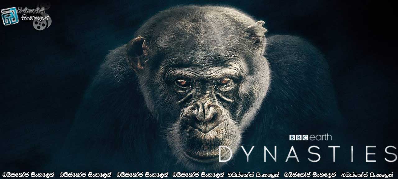 Dynasties [ S01 : E01 – Chimpanzee ] Sinhala Subtitles | ඩේවිඩ්ගේ රාජවංශය… [සිංහල උපසිරැසි සමඟ]