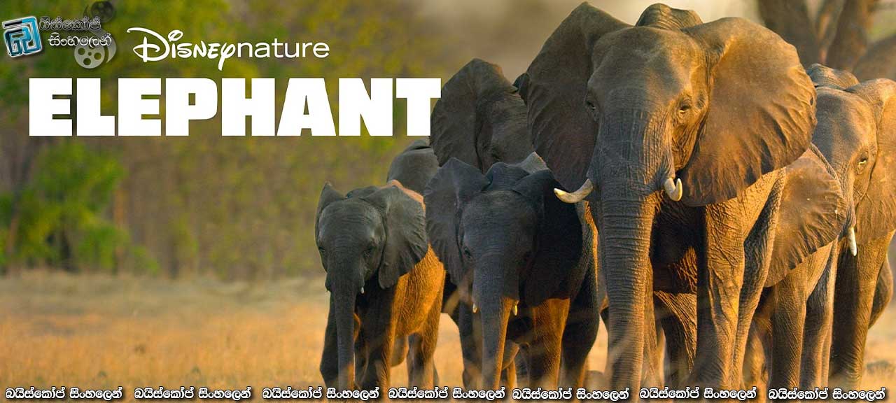 Elephant (2020) Sinhala Subtitles | දිවි සොයා යන කලහාරී ඇත් චාරිකාව [සිංහල උපසිරසි සමඟ]